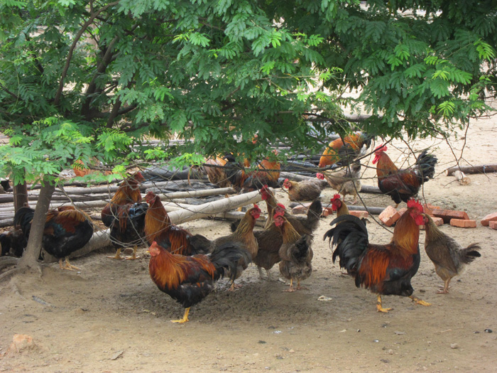 舜泰家鸡养殖基地